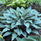 Blue Skin Hosta Plants online shopping