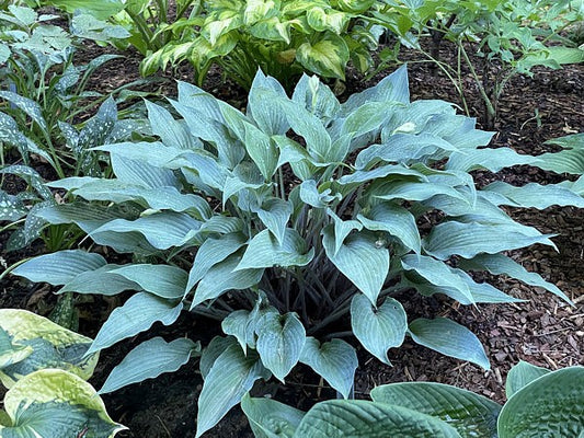 Blue Skin Hosta Plants online shopping