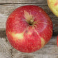 Sandow Heirloom Apple