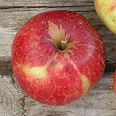 Sandow Heirloom Apple