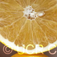 US Seedless Surprise USDA 1-77-19 Tangelo Mandarin Budwood citrus plant material online shopping
