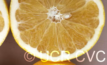 US Seedless Surprise USDA 1-77-19 Tangelo Mandarin Budwood citrus plant material online shopping