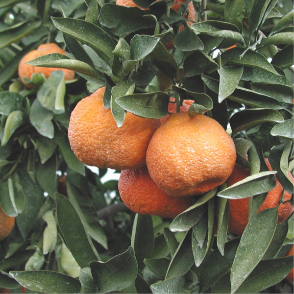 Dobashi Beni Satsuma Mandarin Budwood citrus plant material online shopping