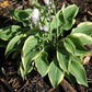 Tango Hosta Plants online shopping