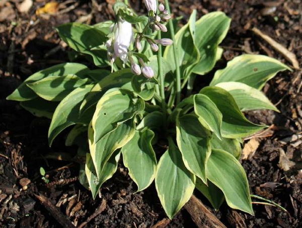 Tango Hosta Plants online shopping