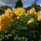 Bonaventure Dahlia Plants online shopping
