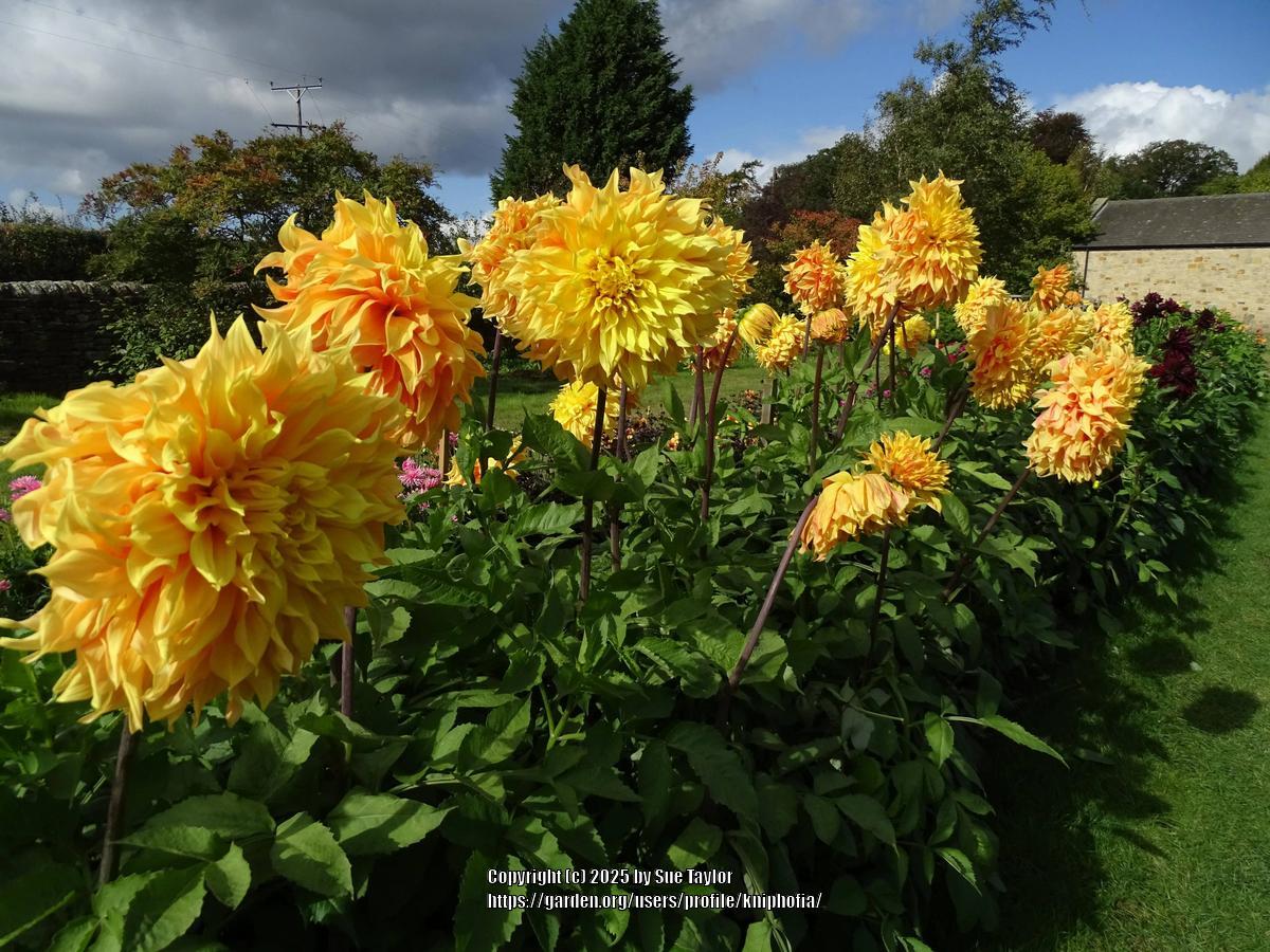 Bonaventure Dahlia Plants online shopping