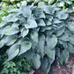 Stormy Seas Hosta Plants online shopping