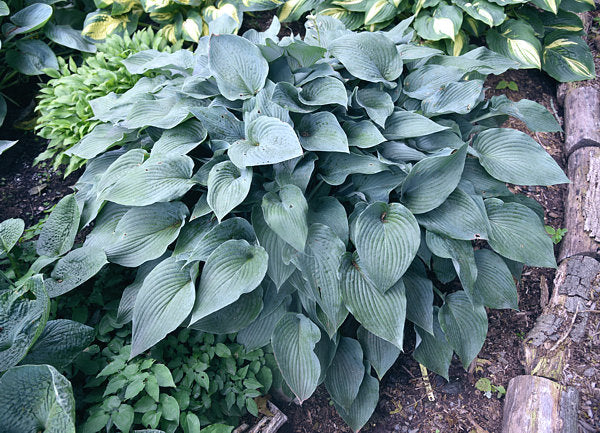 Stormy Seas Hosta Plants online shopping