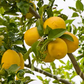 Limonero Messina Lemon Budwood citrus plant material online shopping