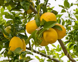 Limonero Messina Lemon Budwood citrus plant material online shopping