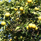 C-35 Citrange Seed citrus plant material online shopping