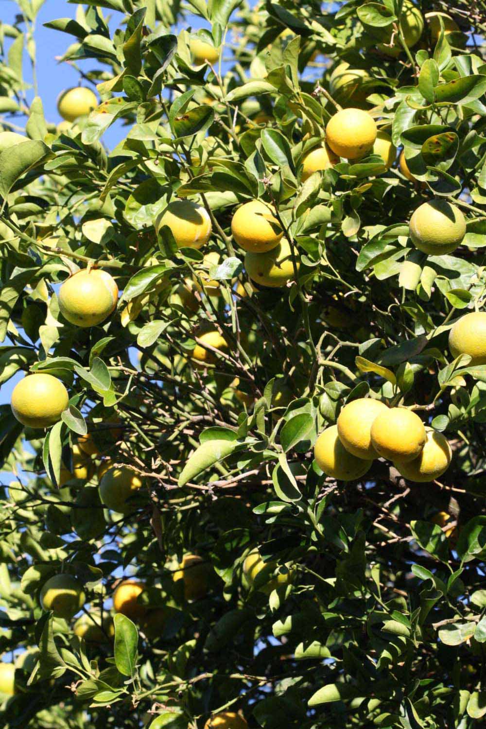 C-35 Citrange Seed citrus plant material online shopping