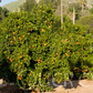 Delfino Blood Orange Budwood citrus plant material online shopping