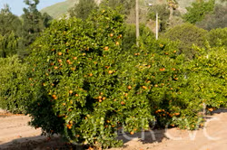 Delfino Blood Orange Budwood citrus plant material online shopping