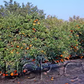 Okitsu Wase Satsuma Mandarin Budwood citrus plant material online shopping