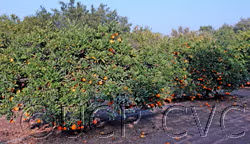 Okitsu Wase Satsuma Mandarin Budwood citrus plant material online shopping