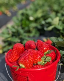 Florida Encore™ Short Day Strawberry