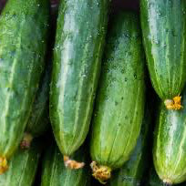 Patio Snacker F1 Cucumber Seeds online shopping