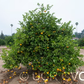 Santa Barbara Tangelo Mandarin Budwood citrus plant material online shopping