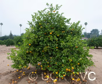 Santa Barbara Tangelo Mandarin Budwood citrus plant material online shopping
