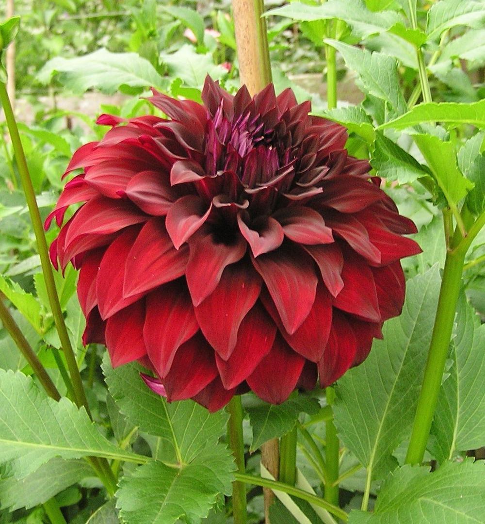 Spartacus Dahlia