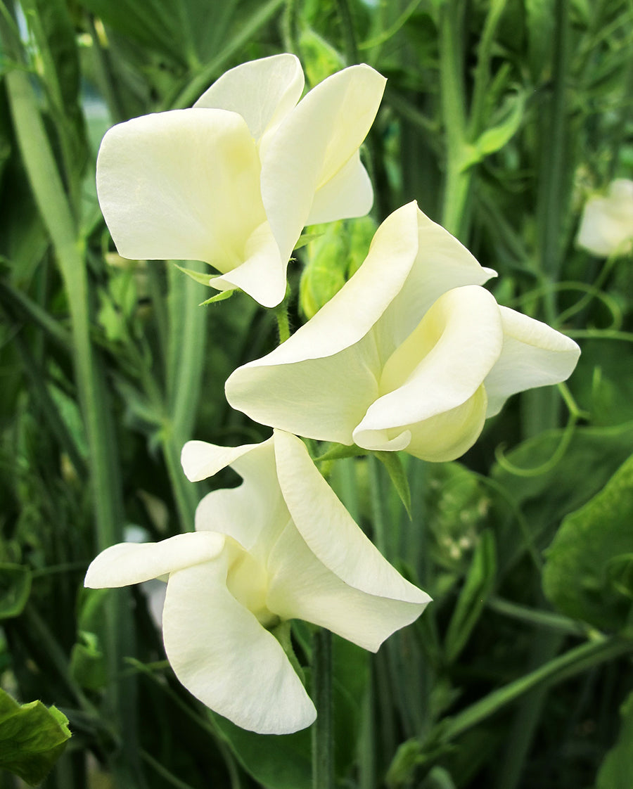 Mrs Collier Heirloom Sweet Pea seeds online shopping