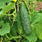 Early Fortune Organic Cucumber