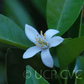 King Tangor Mandarin Budwood citrus plant material online shopping