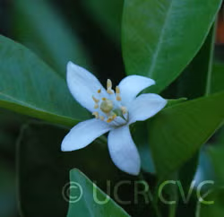 King Tangor Mandarin Budwood citrus plant material online shopping