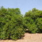 Frost Nucellar Valencia Orange Budwood citrus plant material online shopping