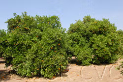 Frost Nucellar Valencia Orange Budwood citrus plant material online shopping