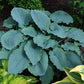 Queen Of The Seas Hosta Plants online shopping