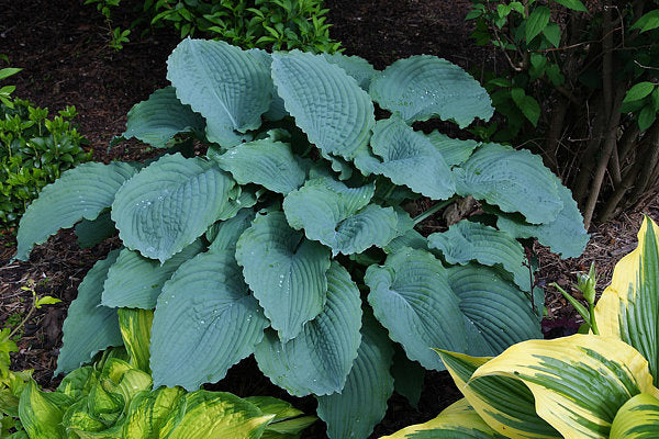 Queen Of The Seas Hosta Plants online shopping