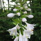 Mister Watson Hosta Plants online shopping