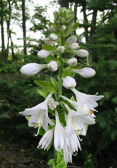 Mister Watson Hosta Plants online shopping