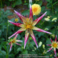 Tahoma Moonshot Dahlia