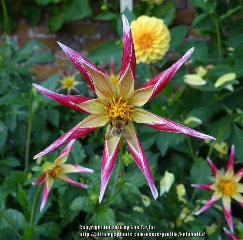 Tahoma Moonshot Dahlia