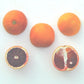 Moro Blood Orange Budwood citrus plant material online shopping