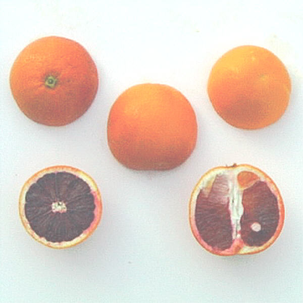 Moro Blood Orange Budwood citrus plant material online shopping