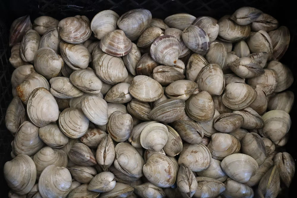 Mercenaria Mercenaria Clam Seed MA