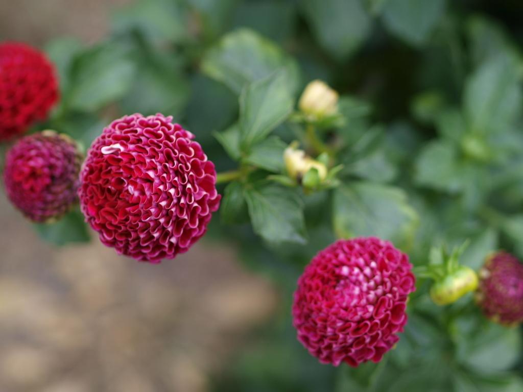 Chick A Dee Dahlia