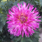 Enchantress Dahlia Plants online shopping