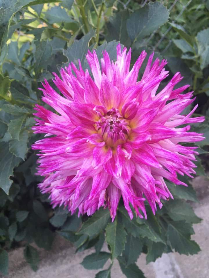 Enchantress Dahlia Plants online shopping