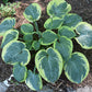 Victory Lap Hosta Plants online shopping