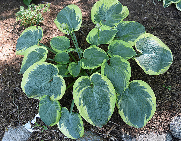 Victory Lap Hosta Plants online shopping