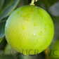 Bearss Lime Budwood citrus plant material online shopping