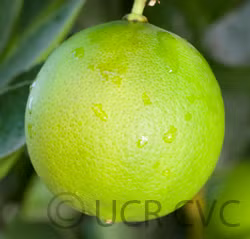 Bearss Lime Budwood citrus plant material online shopping