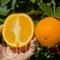 Frost Washington Navel Orange Budwood citrus plant material online shopping