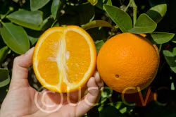 Frost Washington Navel Orange Budwood citrus plant material online shopping
